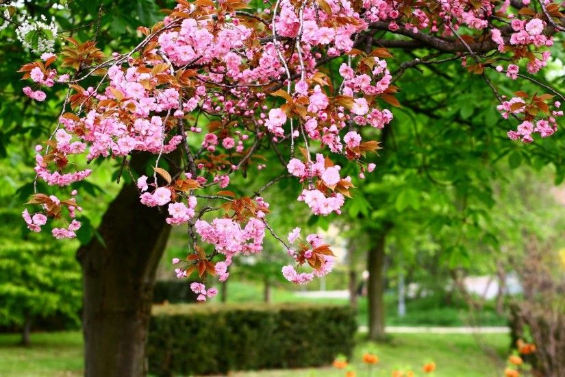 Spring Backgrounds | Natures Wallpapers | Pinterest | Spring .