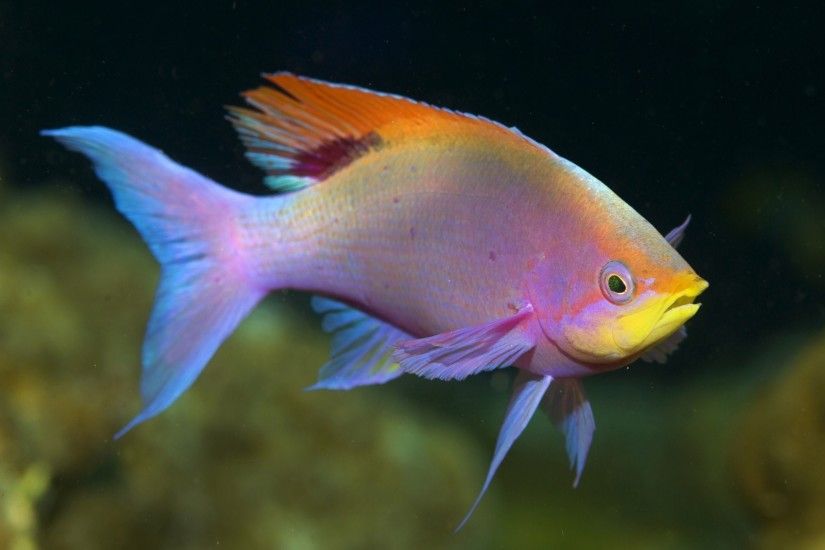 beautiful ocean fish wallpaper hd Â· Fish WallpaperGoldfish