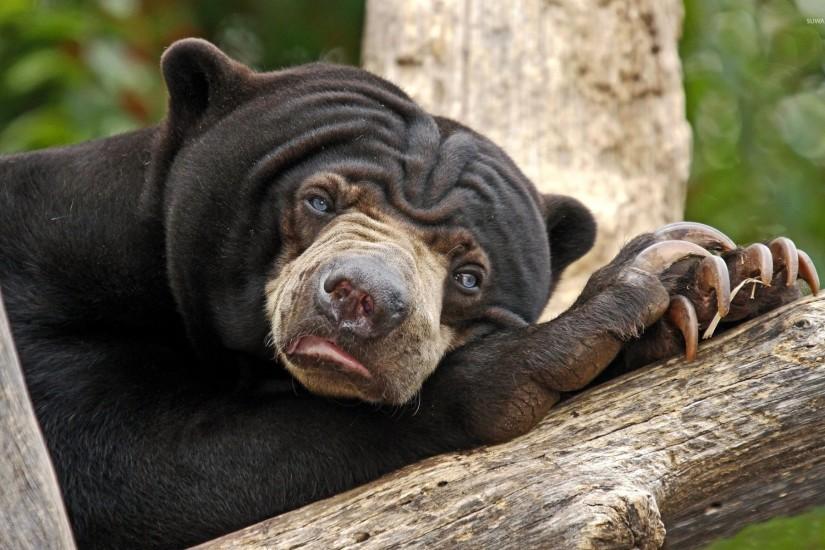 Sloth bear resting on a tree log wallpaper