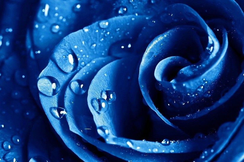 beautiful blue rose drops HD wallpapers - desktop backgrounds