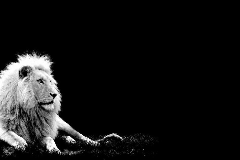 Lion ...