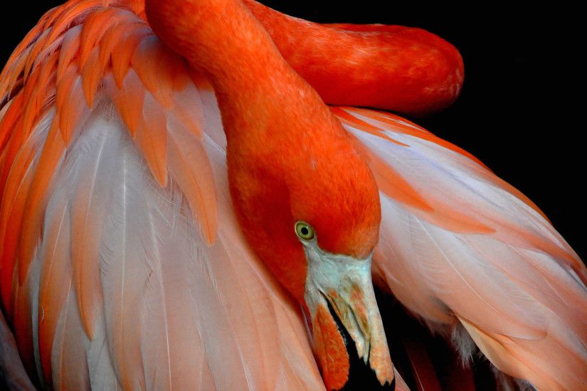 2048x1152 wallpaper Red bird, flamingo, feathers, neck