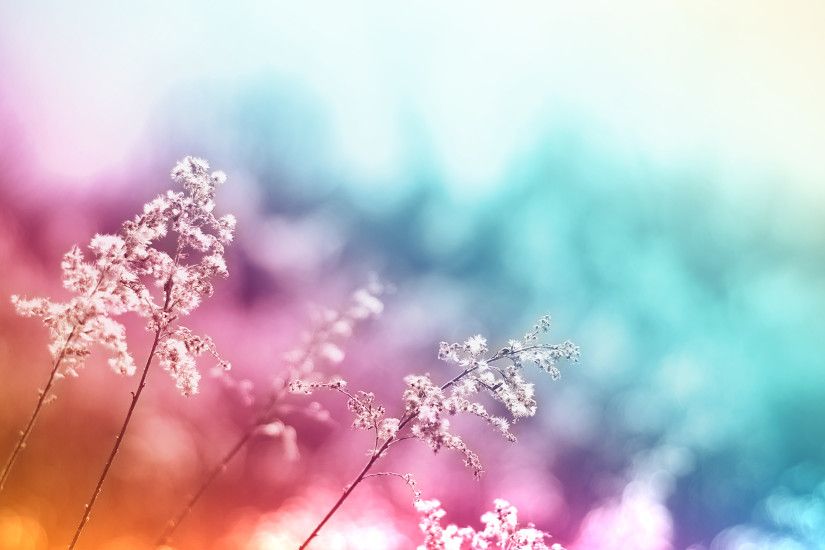 Beautiful colored flower macro wallpaper | Flowers | Pinterest | Wallpaper,  Hd wallpaper and Desktop backgrounds