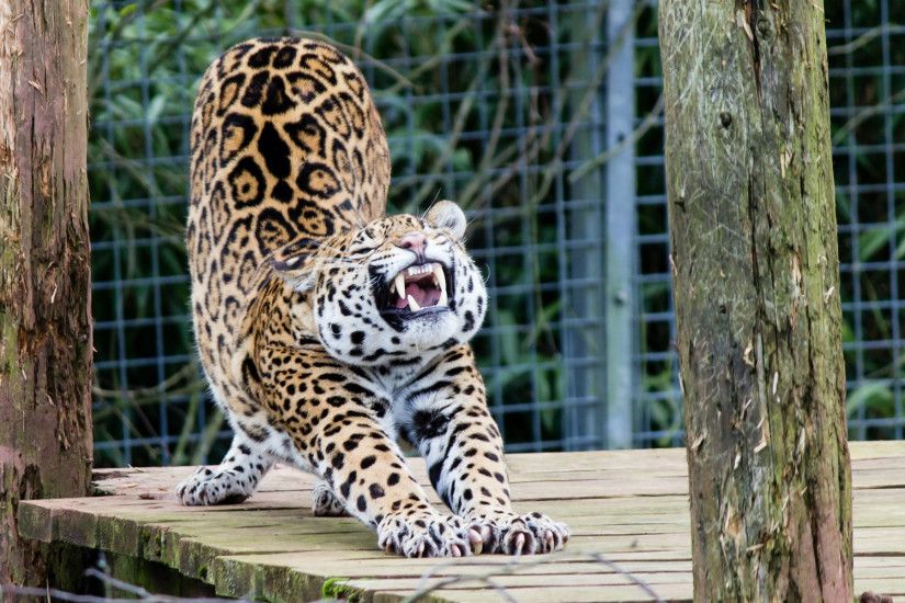 Free Download Jaguar Animals Desktop Wallpapers