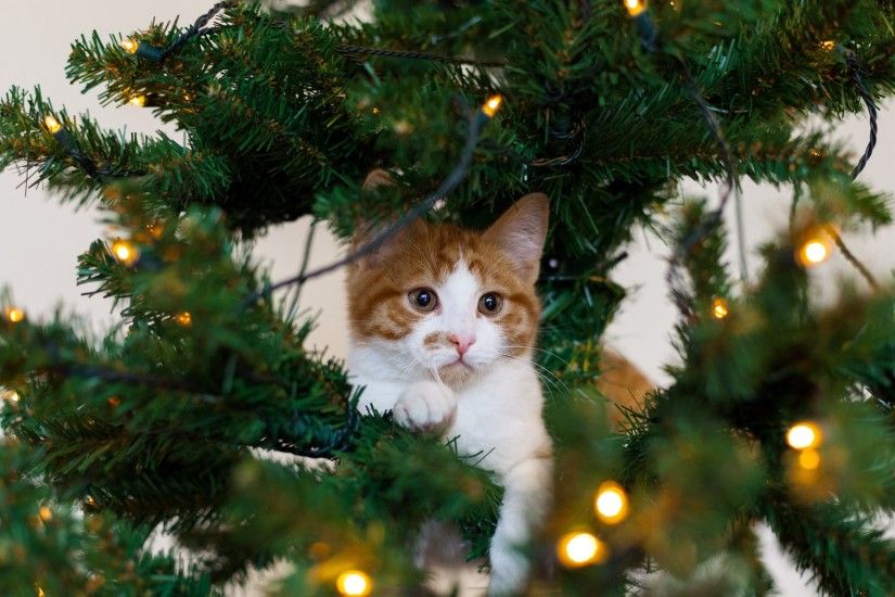 ... kitten cat red tree cat white christmas wallpaper 2400x1680 ...
