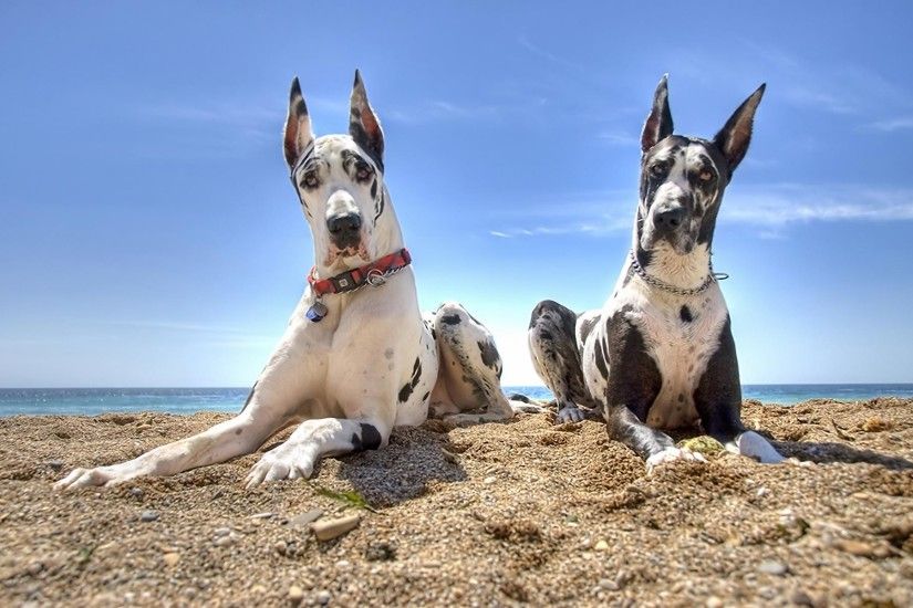 Animal - Great Dane Animal Dog Beach Wallpaper