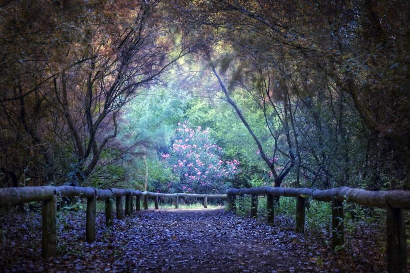 HD Lavender Colored Path In Forest Wallpaper