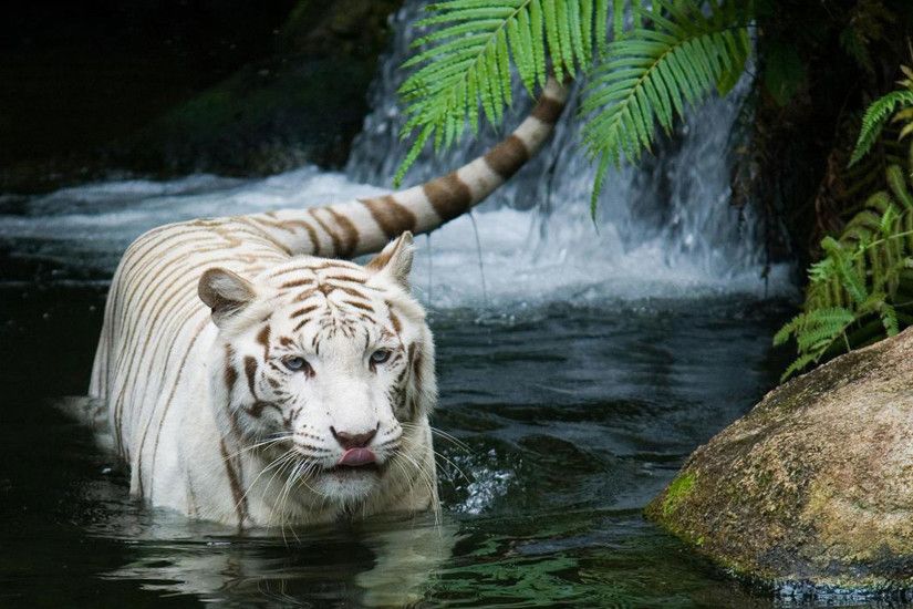 hd pics photos animals white tiger desktop background wallpaper