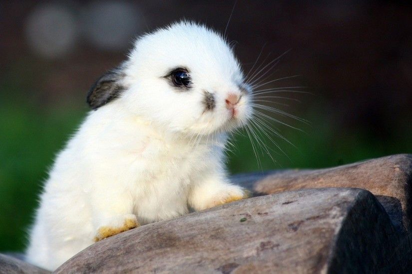 Adorable Baby Animal Pictures