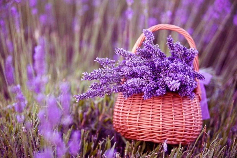 Great Beautiful Basket Lavender Plant HD Wallpaper Desktop Background is  Wallpapers for