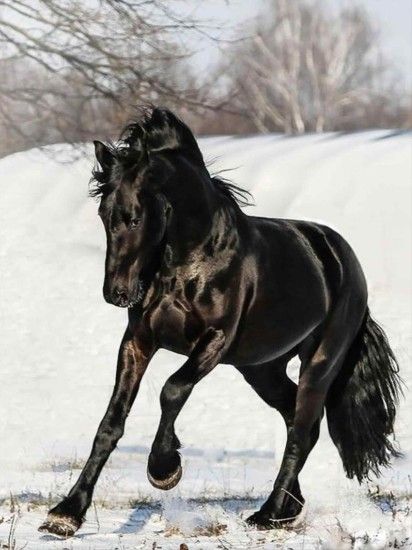 friesian horse in snow search frison pterest wallpapers wallpaper cave wallpapers  friesian horse in snow wallpaper