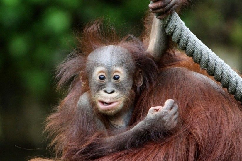 1920x1080 Baby Orangutan Wallpaper Images & Pictures - Becuo