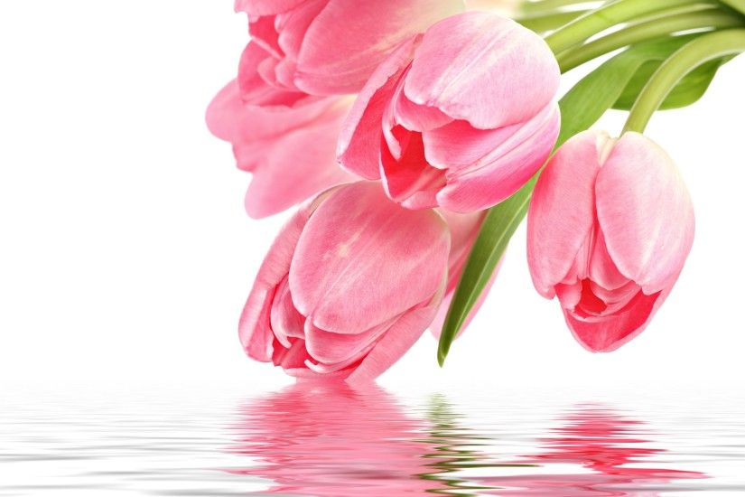 Pink Tulips 22698