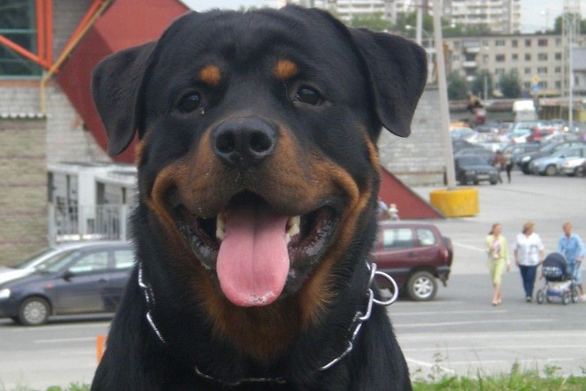 3840x2160 Wallpaper dog, face, protruding tongue, rottweiler