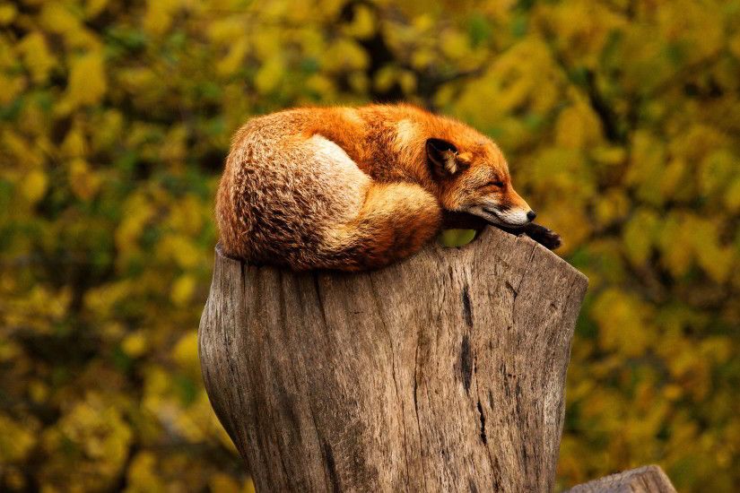 Fox sleep on tree stub