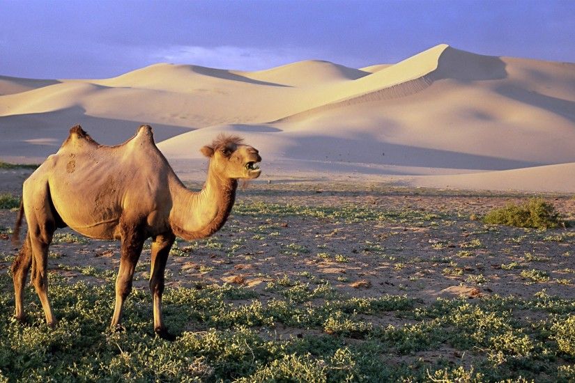 Gobi Camel, dunes, Mongolia wallpaper 1920x1080 Full HD