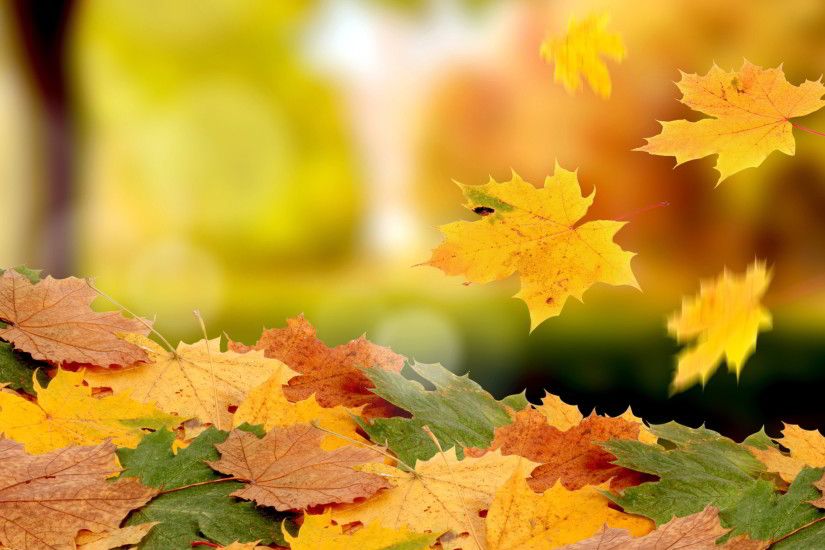 Fall Leaves Wallpaper Background 1242