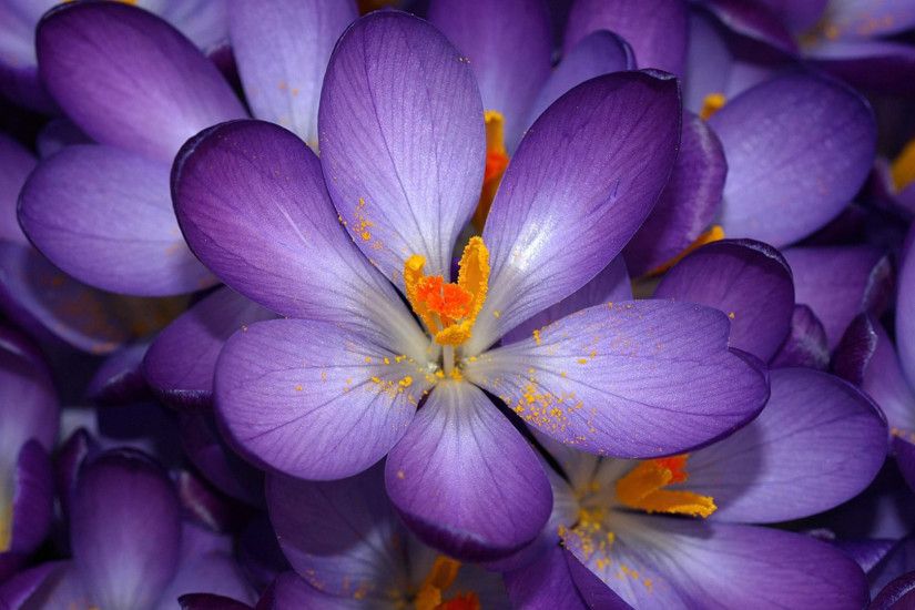 Purple Flower Wallpaper Tumblr 17818 1920x1080 px ~ HDWallSource.