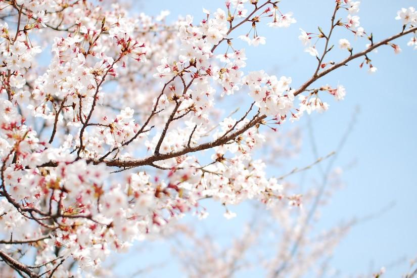 cherry blossom wallpaper 2560x1440 for windows