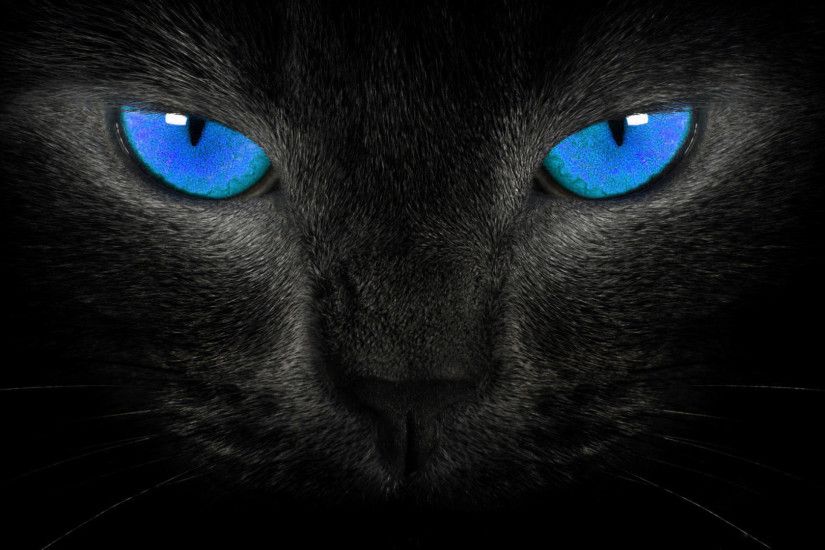 blue eyes black cat background
