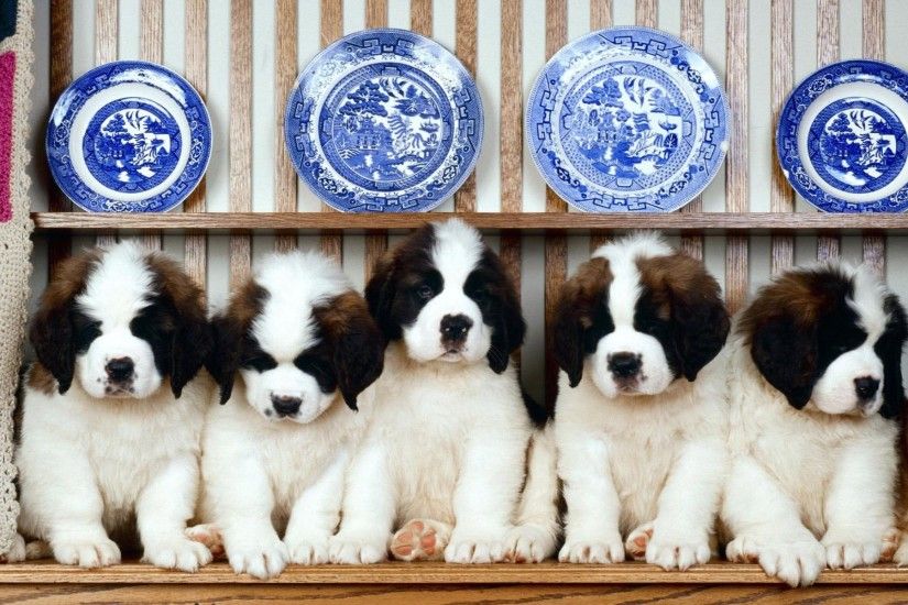 Adorable Saint Bernard Puppies