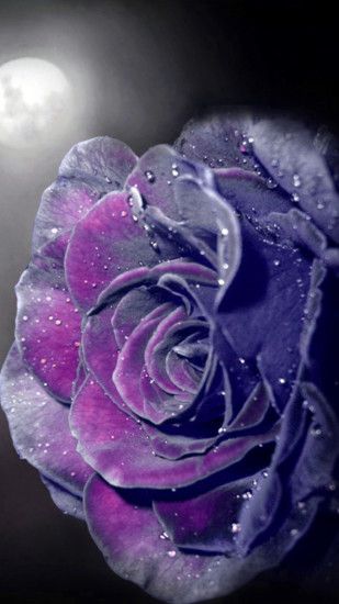 Beautiful Dark Magenta Velvet Rose Wallpaper resolution 1080x1920