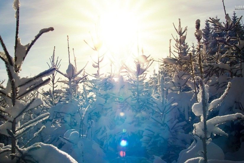 Sunlit Snowy Pine Trees