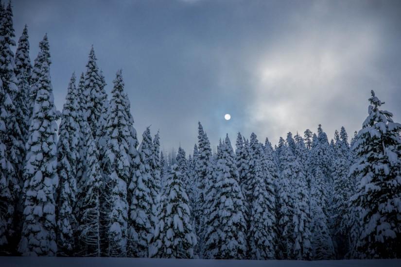 Preview wallpaper winter, fir, snow, forest 1920x1080
