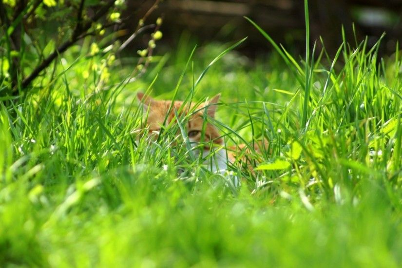 1920x1080 Wallpaper grass, spring, cat, nature, mystery