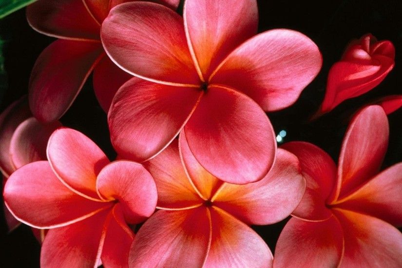 pink jasmine flowers Free Wallpaper