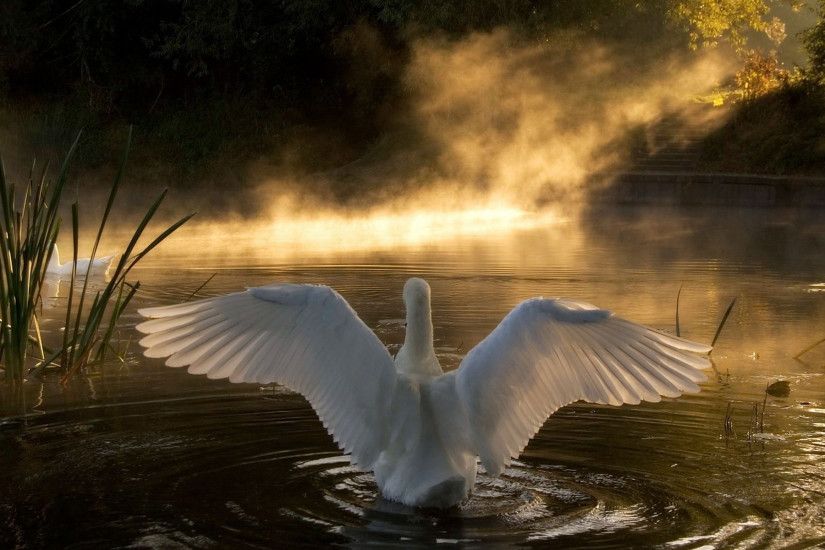 swan, lake, bird, pond, wings