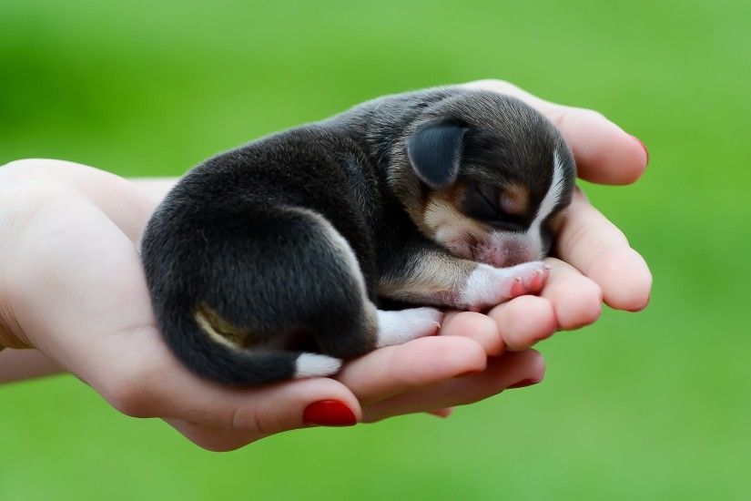 New Born Beagle Puppy On Hand