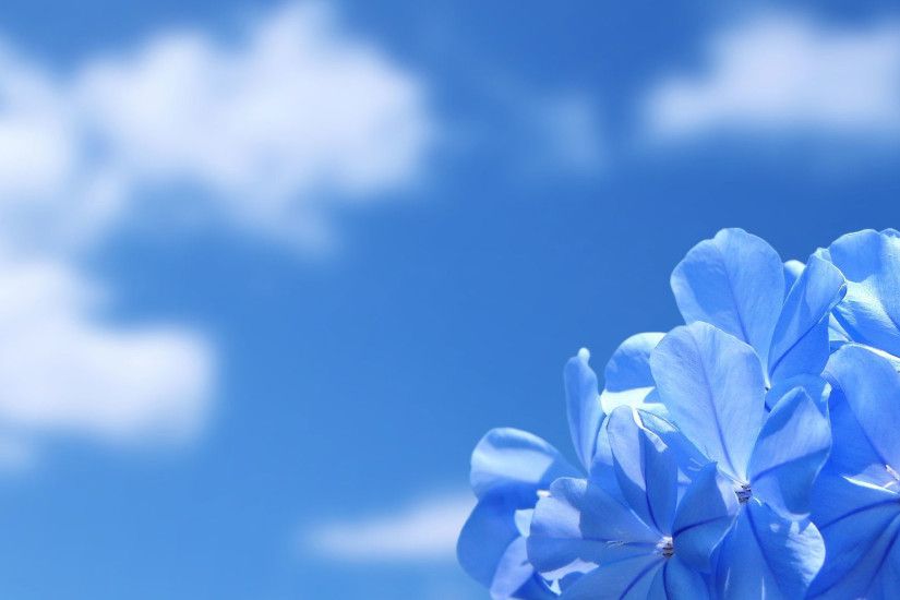 hd pics photos flowers blue sky desktop background wallpaper