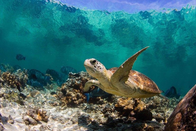 Sea Turtle Wallpapers - Full HD wallpaper search