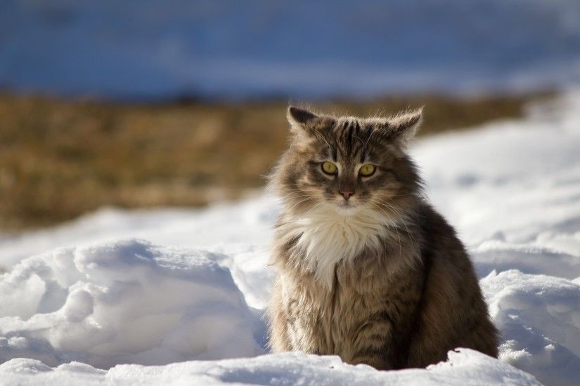 Preview wallpaper cat, winter, fluffy, snow 3840x2160