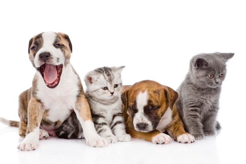 white Background, Animals, Dog, Cat, Baby Animals Wallpapers HD / Desktop  and Mobile Backgrounds