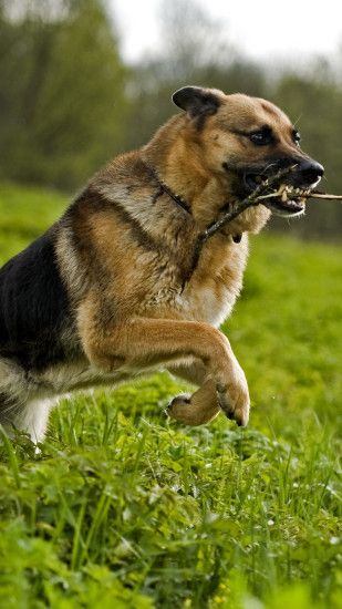 Animal German Shepherd Dogs. Wallpaper 637834