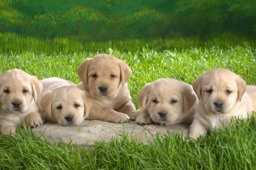Labrador Dog Cute Puppies Wallpaper HD