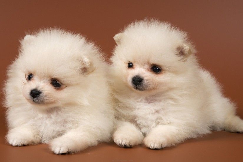 Cute Puppies Wallpapers