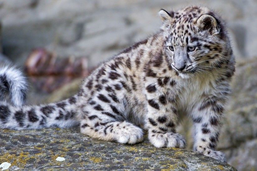 ... Leopard cub HD Wallpaper 2560x1440 Snow ...
