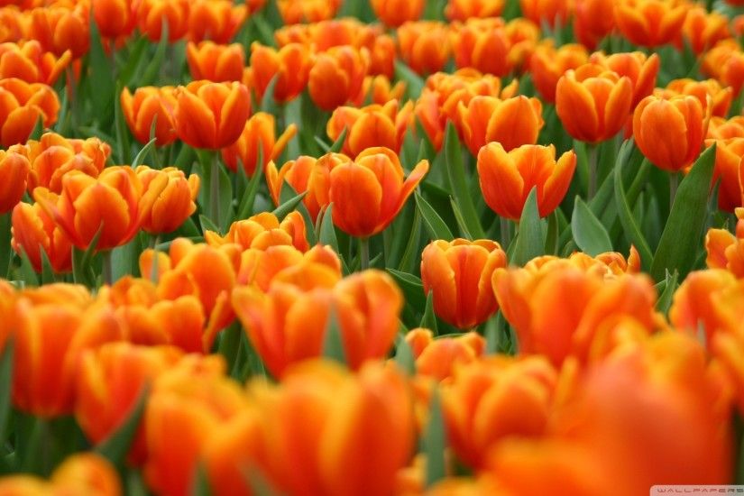 Orange Tulips Spring Flowers wallpaper