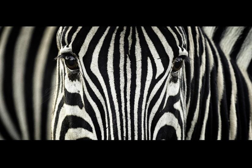zebra - Full HD Background