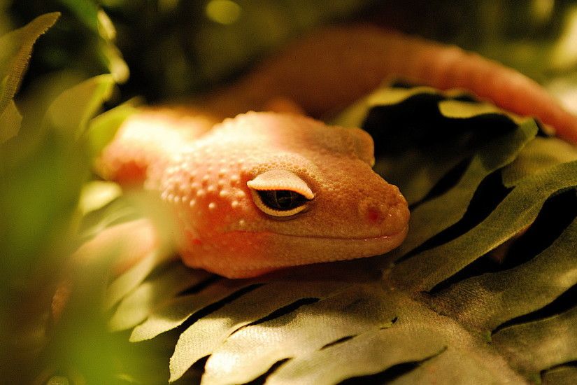 Animal - Gecko Wallpaper