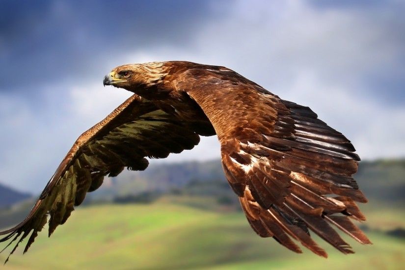 cool Sky Hill Flying Eagle Background Image