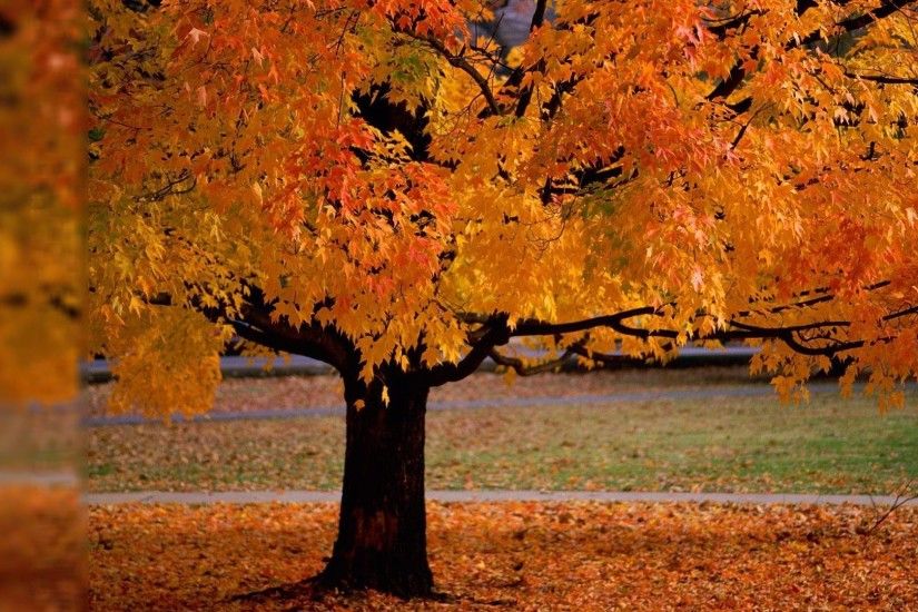 2880x1800 Autumn Season Nature Wallpaper Background Desktop Image