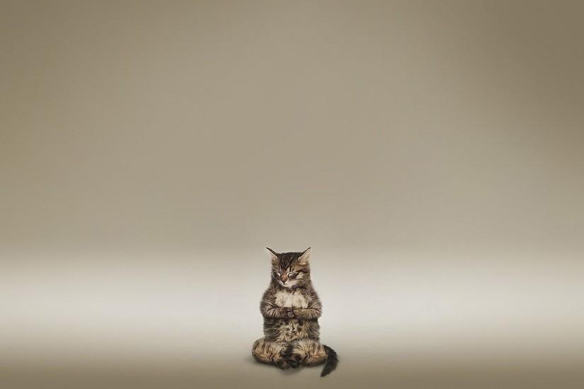cats animals funny meditation wallpaper