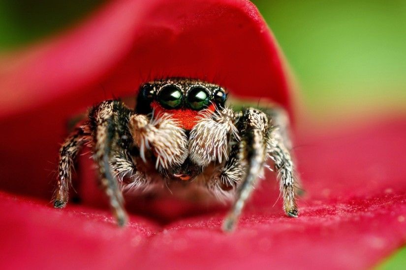Jumping spider Wallpapers Jumping spider widescreen wallpapers