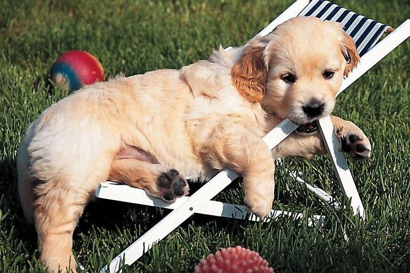 Golden Retriever puppy in chaise-longue photo