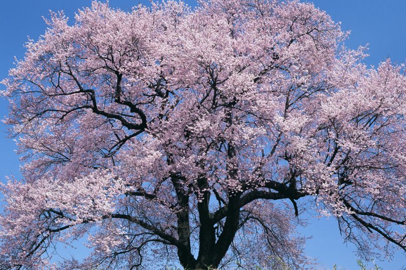 Japan Big Cherry Blossom Tree Desktop Background. Download 2560x1600 ...