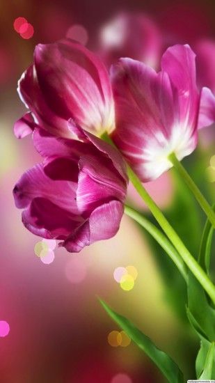 http://wallpaperformobile.org/9400/beautiful-flowers-wallpapers-